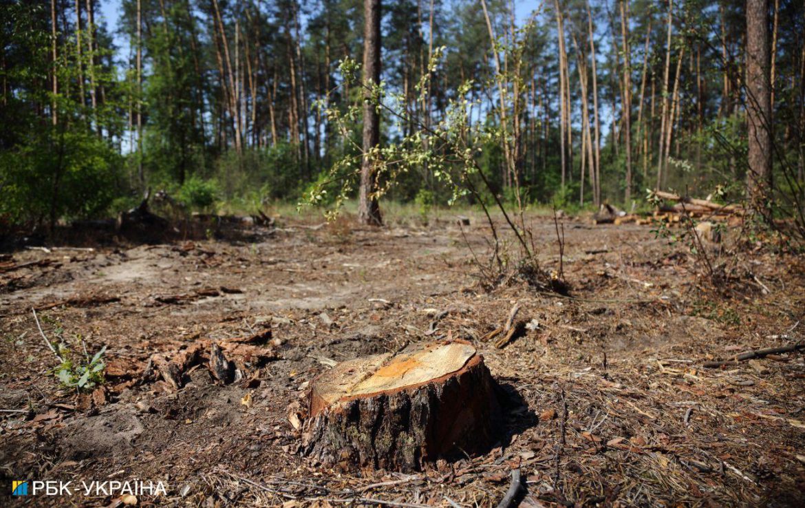 Росіяни вирубують та вивозять ліс з окупованого Мелітополя