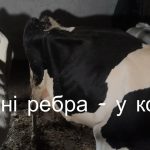 Люди у військовій формі застосували зброю проти селян на Житомирщині 2 Люди у військовій формі застосували зброю проти селян на Житомирщині