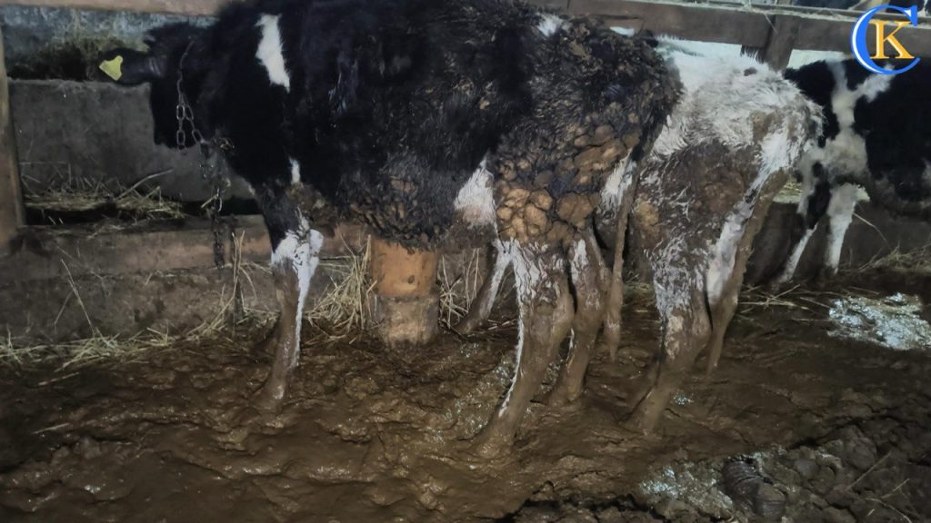 Люди у військовій формі застосували зброю проти селян на Житомирщині